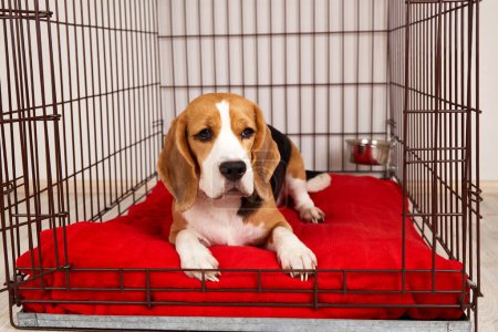 Cute beagle dog is lying in a pet cage. A wire box for keeping an animal. 