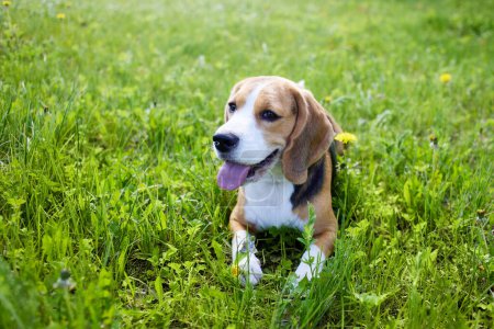El perro beagle está acostado sobre la hierba verde en un prado de verano. Un día soleado caliente.