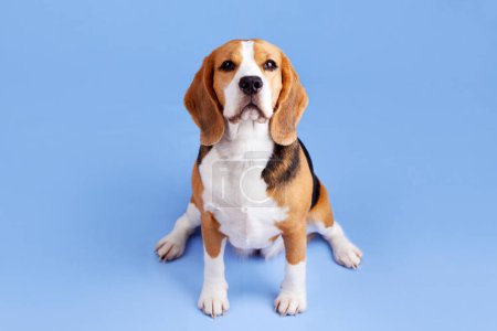 Téléchargez les photos : Portrait d'un chien beagle regardant dans la caméra sur un fond bleu isolé. - en image libre de droit