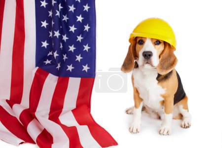 Photo for A beagle dog in a construction helmet next to an American flag on a white isolated background. Happy Labor Day. - Royalty Free Image