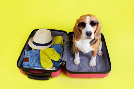 Foto de Un perro beagle en una maleta con cosas y para unas vacaciones de verano en el mar sobre un fondo amarillo aislado. Vista superior. - Imagen libre de derechos