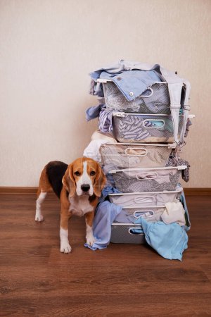 Photo for The beagle dog stands next to metal baskets stacked on top of each other with a pile of laundry. General house cleaning, laundry. The concept of organizing order and clutter. - Royalty Free Image