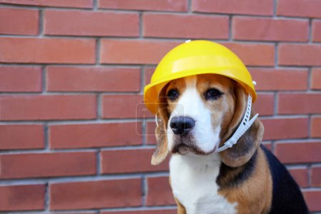 A beagle dog in a construction helmet against a brick wall. Happy Labor Day.