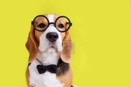 Téléchargez les photos : Un chien beagle avec des lunettes rondes et un nœud papillon sur un fond jaune isolé. Le concept d'éducation, retour à l'école. - en image libre de droit