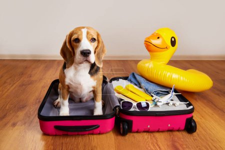 A cute beagle dog at a suitcase with things and items for a summer vacation at sea. 