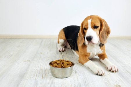Photo for A hungry beagle dog is lying on the floor and looking at a bowl of dry food. Waiting for feeding. - Royalty Free Image