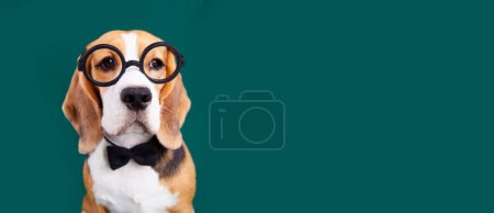 Téléchargez les photos : Un chien beagle dans un nœud papillon et des lunettes rondes sur un fond vert isolé. Le concept d'éducation, retour à l'école. Bannière. - en image libre de droit