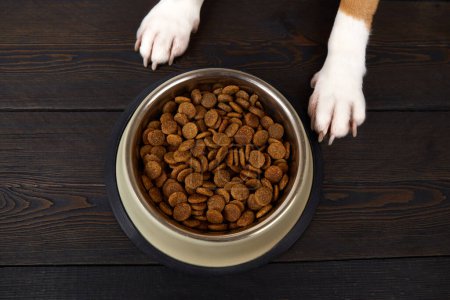 Photo for Dog paws on the dark wooden floor next to a bowl of dry food. Close-up. Waiting for feeding. Top view. - Royalty Free Image