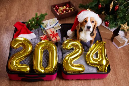 Happy New Year 2024. Golden balloons with numbers. A beagle dog in a Santa Claus hat in a suitcase with clothes and gifts is getting ready to travel for the Christmas holidays. 
