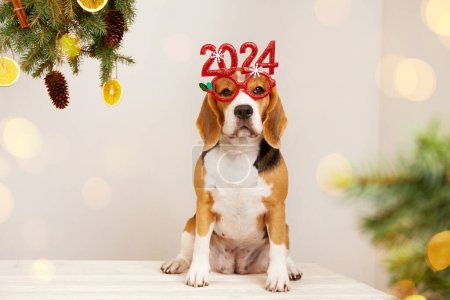 Feliz Año Nuevo y Feliz Navidad 2024. Un perro beagle con gafas con números 2024 año nuevo, un árbol de Navidad con luces bokeh.