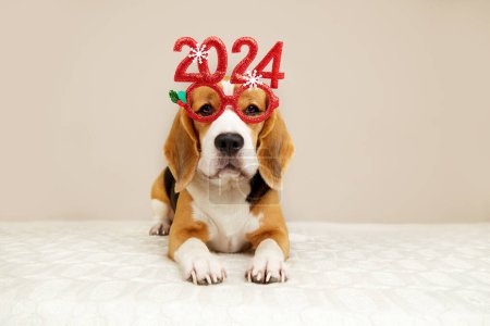 Feliz Año Nuevo y Feliz Navidad 2024 banner de felicitación o postal. Un perro beagle en gafas de carnaval con los números del año nuevo 2024