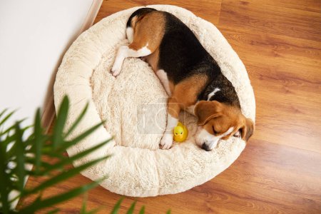 Beagle Dog schläft auf einem weichen Kissen, einem Hundebett. Ansicht von oben.