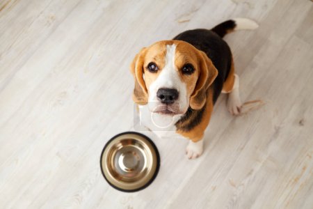 Photo for A beagle dog is sitting on the floor, next to an empty bowl. The dog is waiting for feeding. Top view. - Royalty Free Image