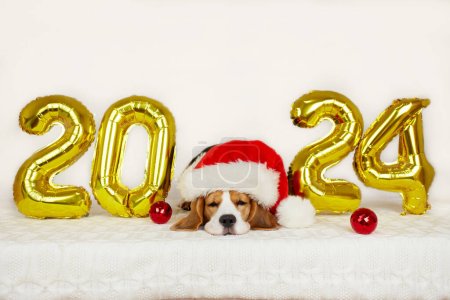 Feliz Año Nuevo 2024 y Feliz Navidad. Un perro beagle vistiendo un sombrero de Santa Claus duerme en una casa decorada con globos con el número 2024 para el nuevo año.