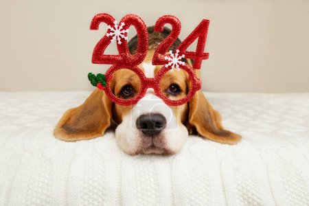 Feliz Año Nuevo y Feliz Navidad 2024 tarjeta de felicitación con mascota. Un perro beagle en gafas de carnaval con los números del año nuevo 2024. 