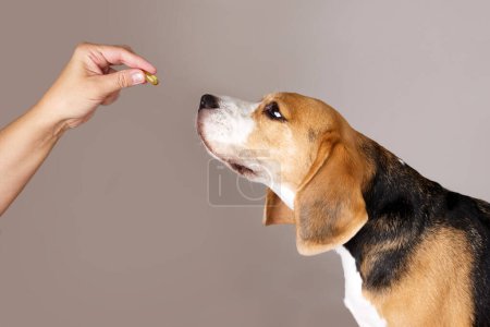 Photo for The beagle dog is waiting to be given a pill from the hands of the owner or a doctor. The concept of pet supplements, holistic pet health. - Royalty Free Image