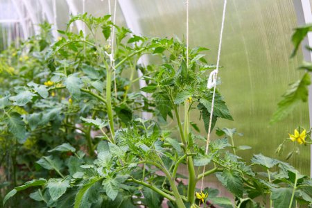 Junge blühende Tomatenpflanzen wachsen in einem Gewächshaus. Biologischer Anbau von Gemüse.