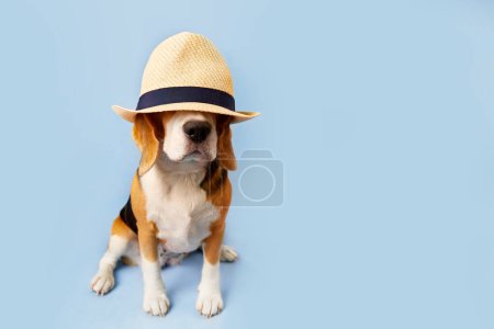 Perro Beagle en un sombrero de paja sobre un fondo azul aislado. El concepto de vacaciones de verano. Copiar espacio.