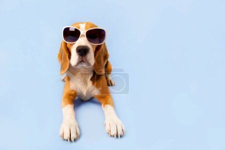 A cute beagle dog in sunglasses lying on a blue background. Copy space.