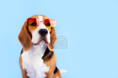 Un lindo perro beagle en gafas de sol sobre un fondo azul. Copiar espacio.