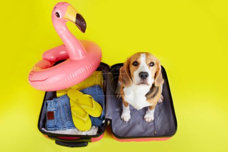 Un perro beagle se sienta en una maleta con cosas para unas vacaciones de verano en el mar sobre un fondo amarillo. El concepto de vacaciones de verano, viajes.