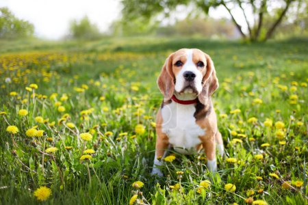 A beagle dog sits on the green grass in a summer meadow with dandelions. 