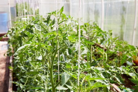 Junge blühende Tomatenpflanzen wachsen in einem Gewächshaus. Das Konzept einer gesunden biologischen Ernährung und Landwirtschaft. 