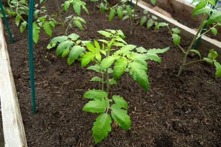 Junge Tomatenpflanzen wachsen in einem Gewächshaus. Konzept einer gesunden biologischen Ernährung und Landwirtschaft. 
