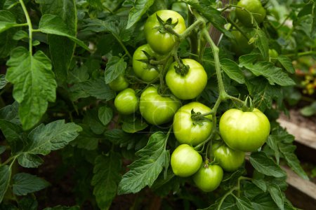 Grüne Tomaten wachsen im Gewächshaus. Biologischer Landbau. 