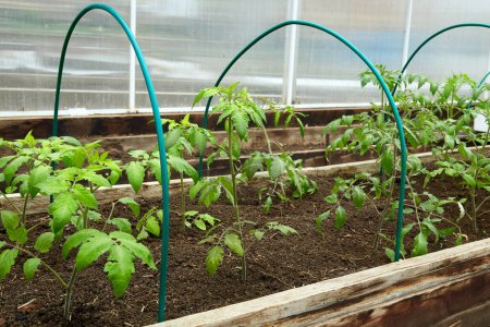 Junge Tomatenpflanzen wachsen in einem Gewächshaus. Konzept einer gesunden biologischen Ernährung und Landwirtschaft. 