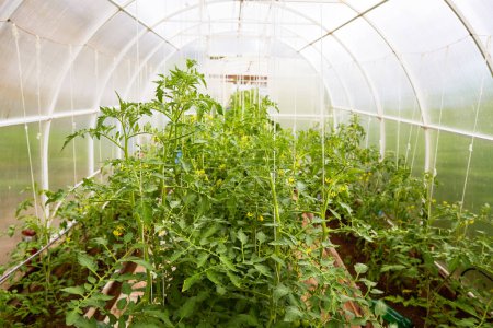 Gewächshaus mit blühenden Tomatenpflanzen. Das Konzept einer gesunden biologischen Ernährung und Landwirtschaft. 