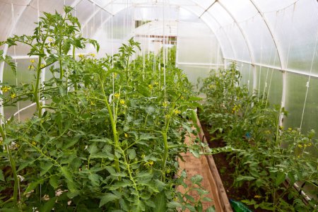 Gewächshaus mit blühenden Tomatenpflanzen. Das Konzept einer gesunden biologischen Ernährung und Landwirtschaft. Biologischer Landbau