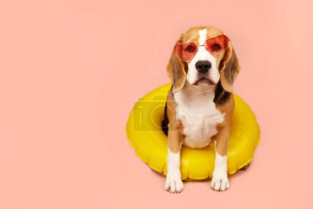 Cute beagle dog wearing sunglasses and a swimming ring on an pink isolated background. The concept of a summer holiday by the sea. Copy space.