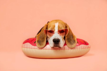 Un lindo perro beagle en gafas de sol se encuentra en un anillo de natación sobre un fondo rosa. El concepto de unas vacaciones de verano junto al mar. Copiar espacio.
