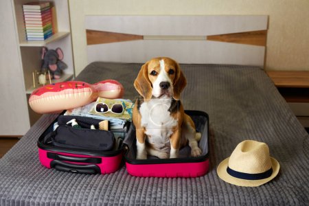 A beagle dog at a suitcase with things for a summer vacation at sea. The interior of the bedroom. The concept of travel