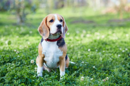 Portrait of a beagle dog on the green grass.