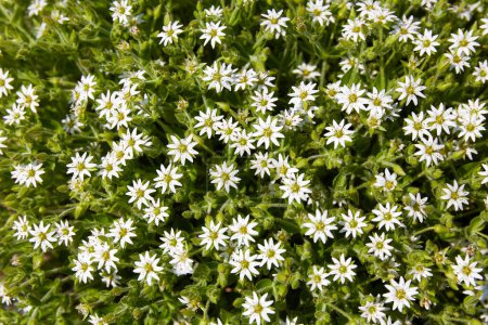 Un fondo natural floreciente de flores blancas. Stellaria holostea. Vista superior.