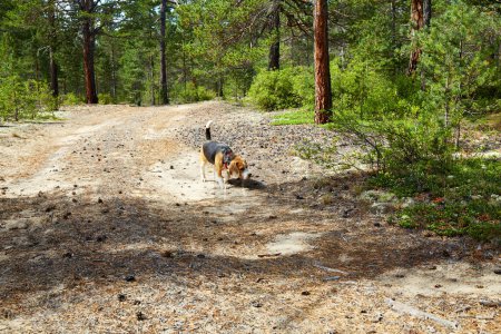 Beagle Hund in einem sonnigen Sommerwald. Beagle beweist seinen natürlichen Jagdinstinkt und ausgeprägten Geruchssinn.