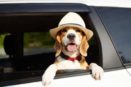 El perro viaja en coche. Un lindo perro beagle en un sombrero de paja mira por la ventana del coche. Viaje de verano con una mascota. 
