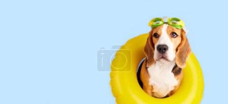Beagle-Hund in einem aufblasbaren schwimmenden Kreis auf blauem Hintergrund. Sommerferien. Banner.