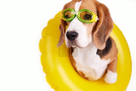 Ein Beagle-Hund mit Schwimmbrille und einem aufblasbaren Schwimmkreis auf weißem Hintergrund. Sommerferien. 