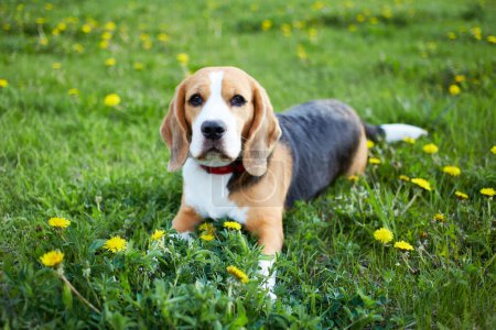 A beagle dog lies on the green grass in a summer meadow with dandelions.