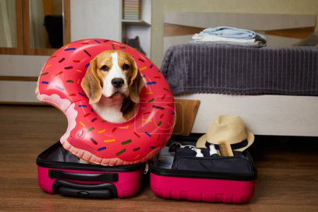 A beagle dog with a doughnut-shaped swimming ring at a suitcase with things for a summer vacation at sea. The interior of the bedroom. The concept of travel