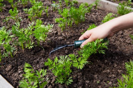 La agricultora está aflojando el suelo alrededor de los brotes de zanahorias por pequeños rastrillos de jardín. Procesamiento y cuidado del suelo en el jardín. Cama vegetal ecológica. 