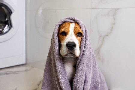 Beagle perro en una toalla gris después de bañarse. Interior de un baño moderno. 