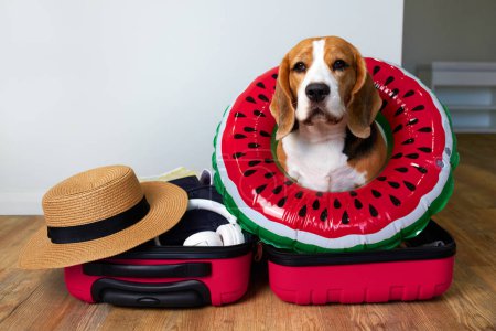 A beagle dog sits in a suitcase with things and a floating inflatable circle for a summer vacation at sea. Travel concept.