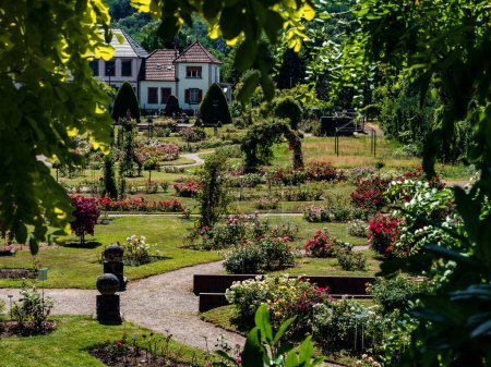Téléchargez les photos : Rose garden in Saverne. Museum of Flowers. Outdoor greenhouse. Botanical Garden. Summer freshness. - en image libre de droit