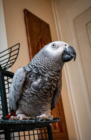 A large gray macaw parrot lives at home, walks around the apartment without a cage.