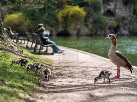 Téléchargez les photos : Oies du Nil avec des petits Yougoslaves marchent dans le parc central de Strasbourg. Une nature pure. France. - en image libre de droit