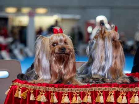 Funny Yorkshire terriers, tiny dogs. Cute animals. Pigtails, bows, all mimimi.